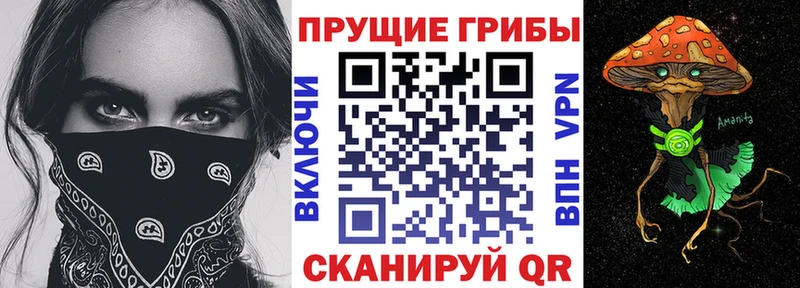 закладки  Шуя  Псилоцибиновые грибы Psilocybe 
